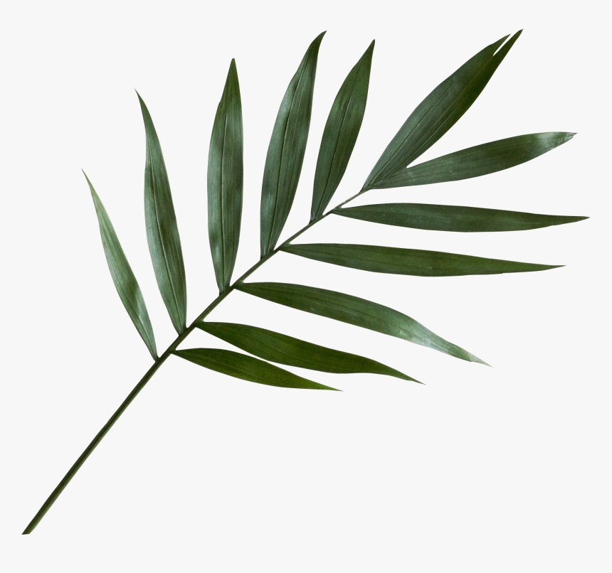 Plant Leaf Png - KibrisPDR
