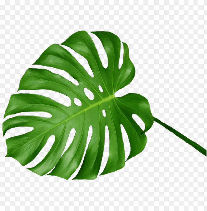 Detail Plant Leaf Png Nomer 11