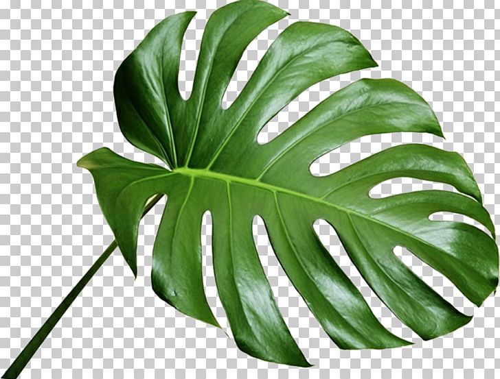Detail Plant Leaf Png Nomer 12