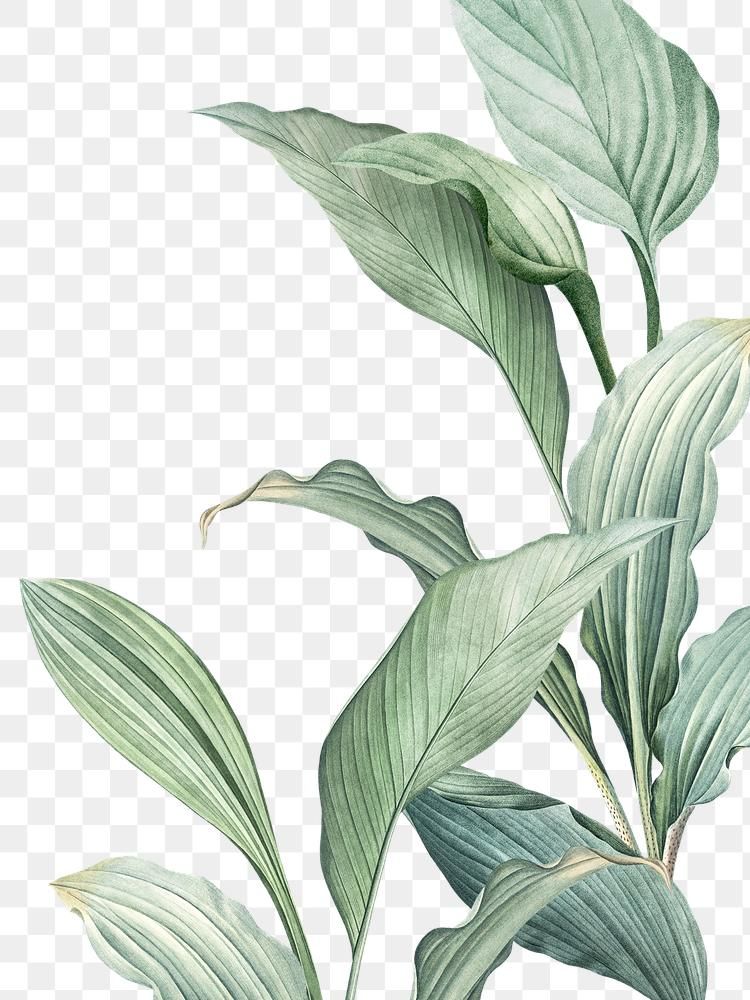 Detail Plant Leaf Png Nomer 13