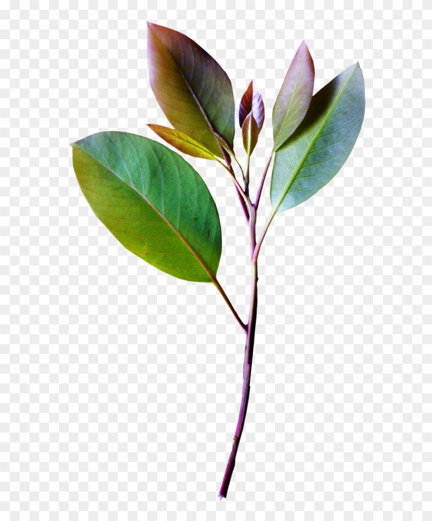 Detail Plant Leaf Png Nomer 16