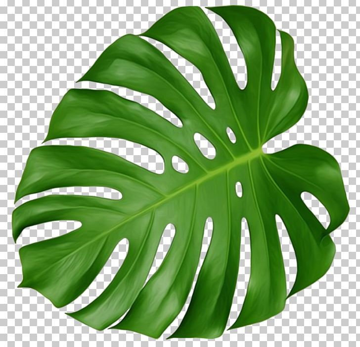 Detail Plant Leaf Png Nomer 18