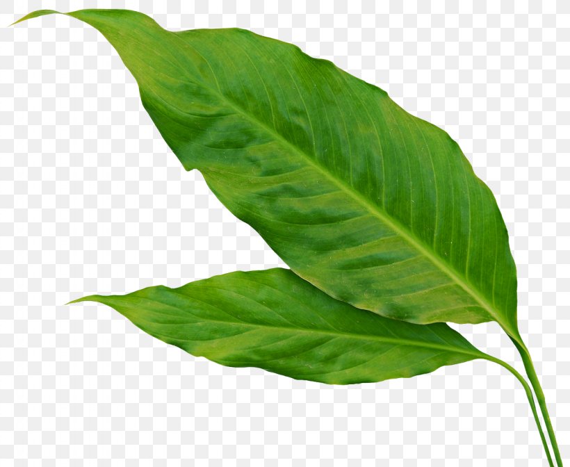 Detail Plant Leaf Png Nomer 22