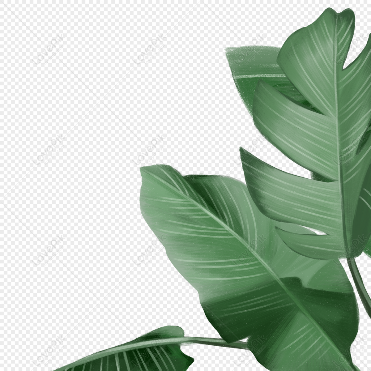 Detail Plant Leaf Png Nomer 24