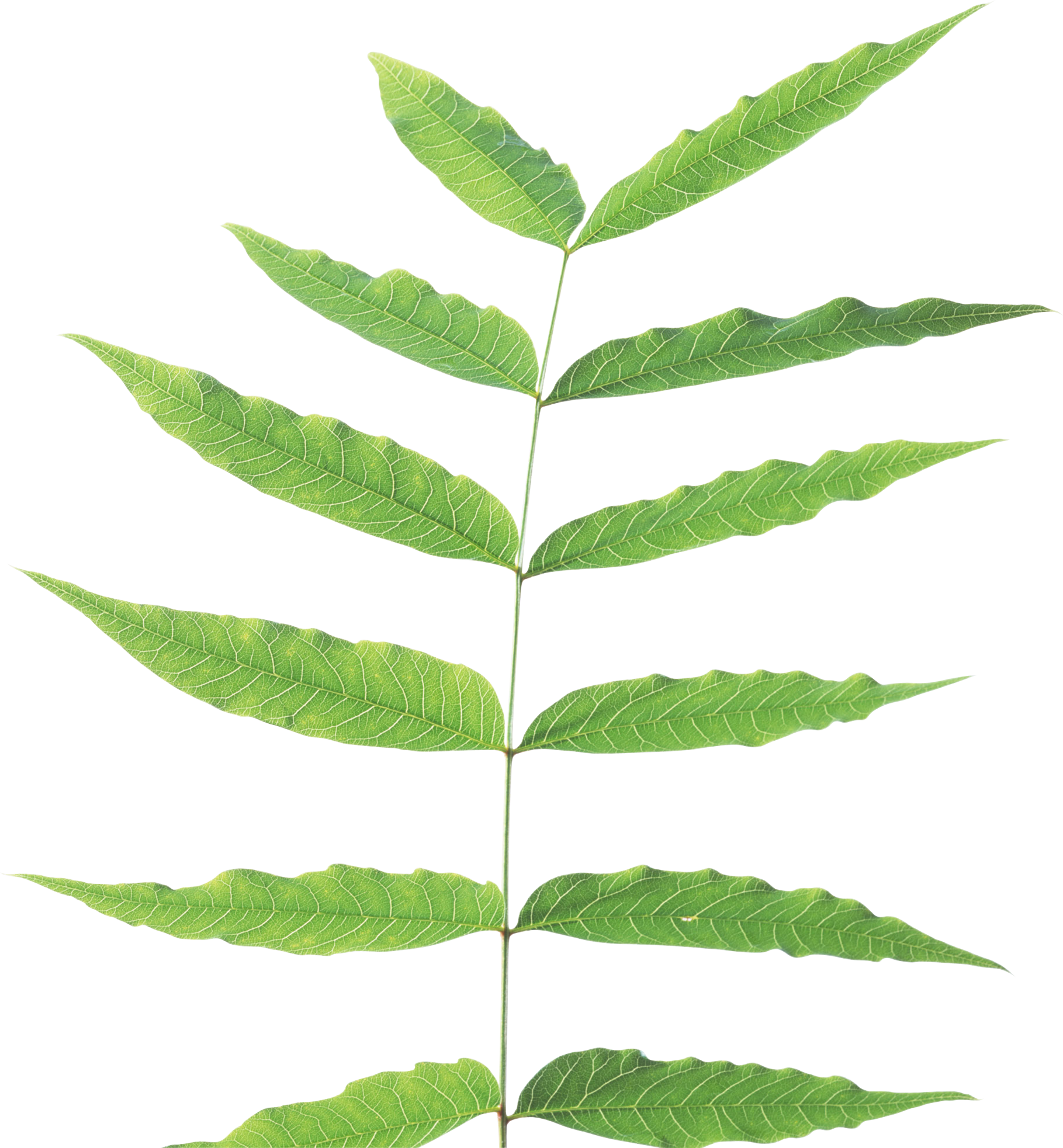 Detail Plant Leaf Png Nomer 31