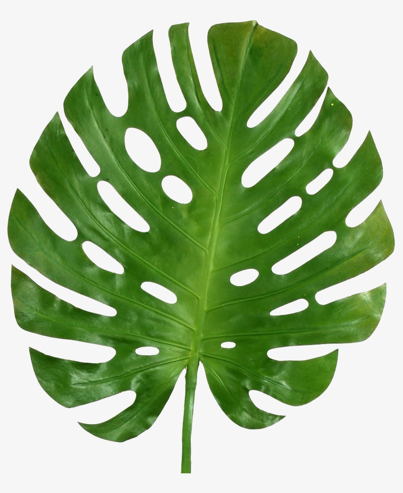 Detail Plant Leaf Png Nomer 32