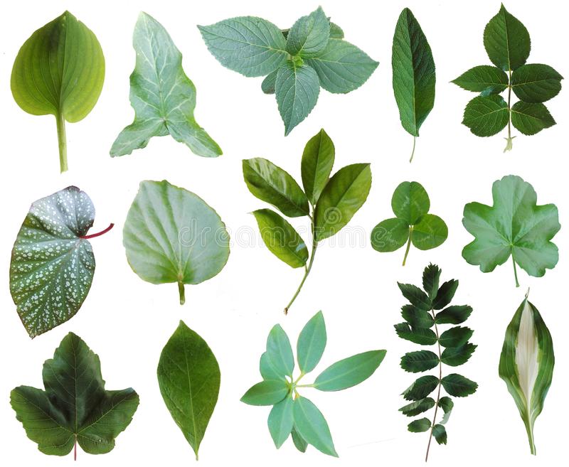 Detail Plant Leaf Png Nomer 36