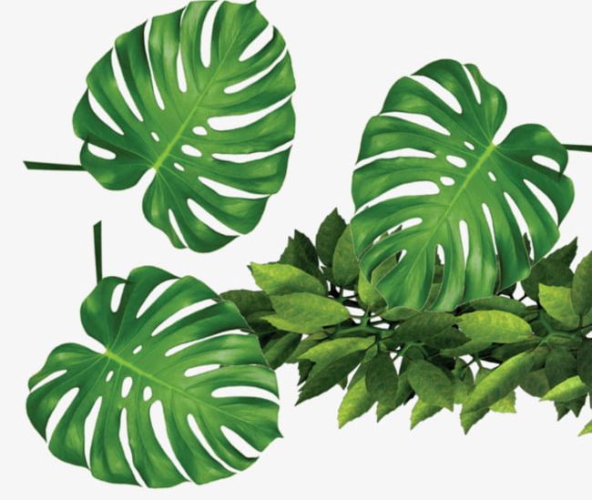 Detail Plant Leaf Png Nomer 45