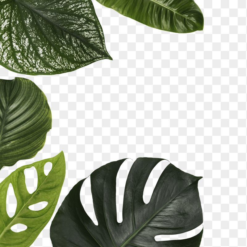 Detail Plant Leaf Png Nomer 51