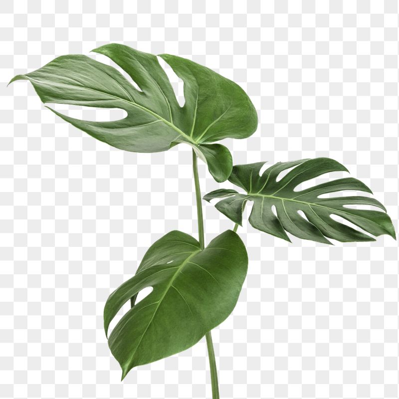 Detail Plant Leaf Png Nomer 7