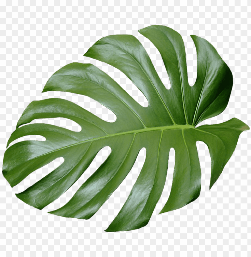 Detail Plant Leaf Png Nomer 8
