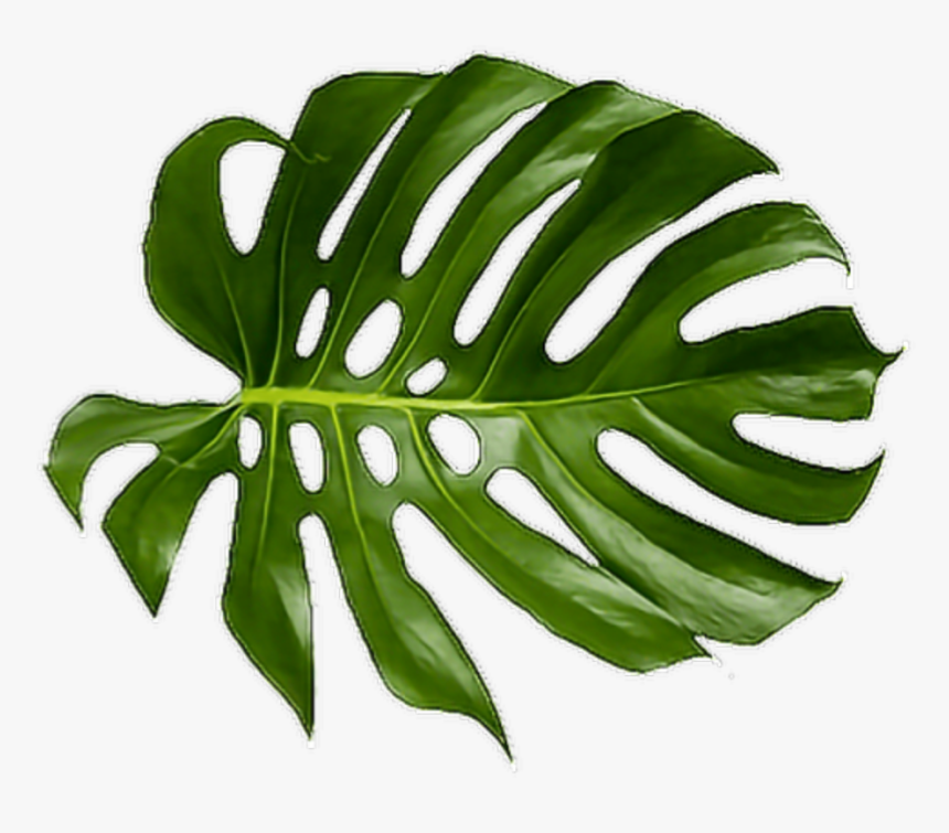 Detail Plant Leaf Png Nomer 9