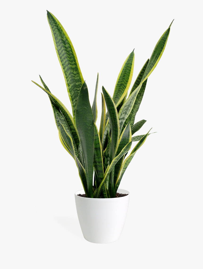 Detail Plant Png Images Nomer 11