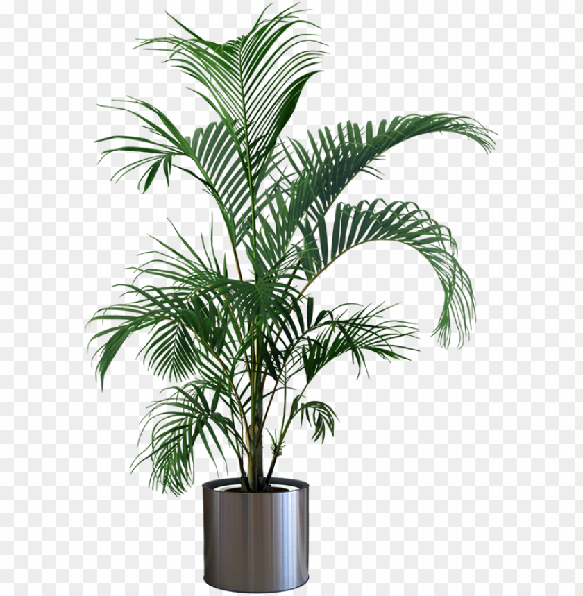 Detail Plant Png Images Nomer 2