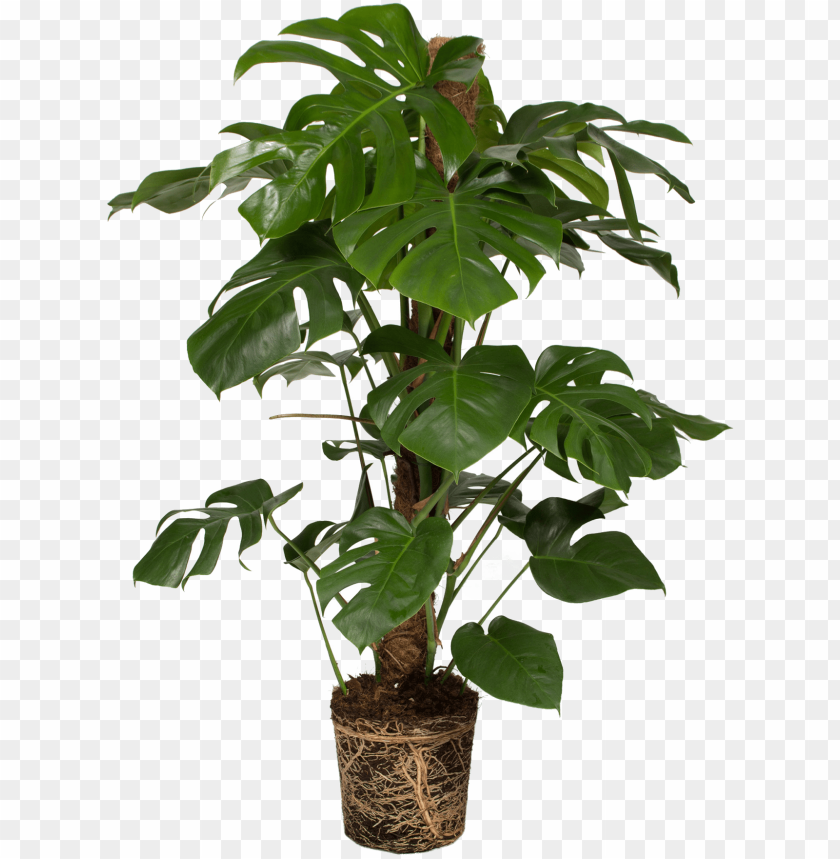 Detail Plant Png Images Nomer 18