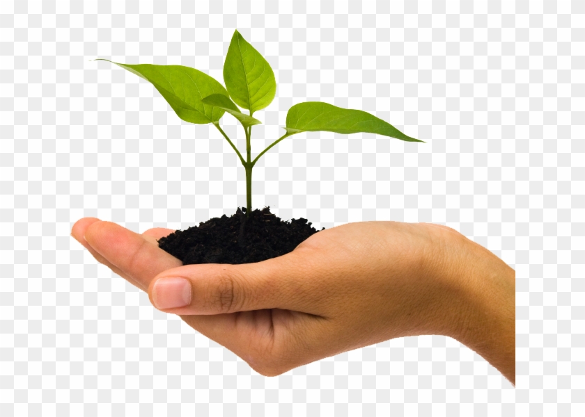 Detail Plant Png Images Nomer 25