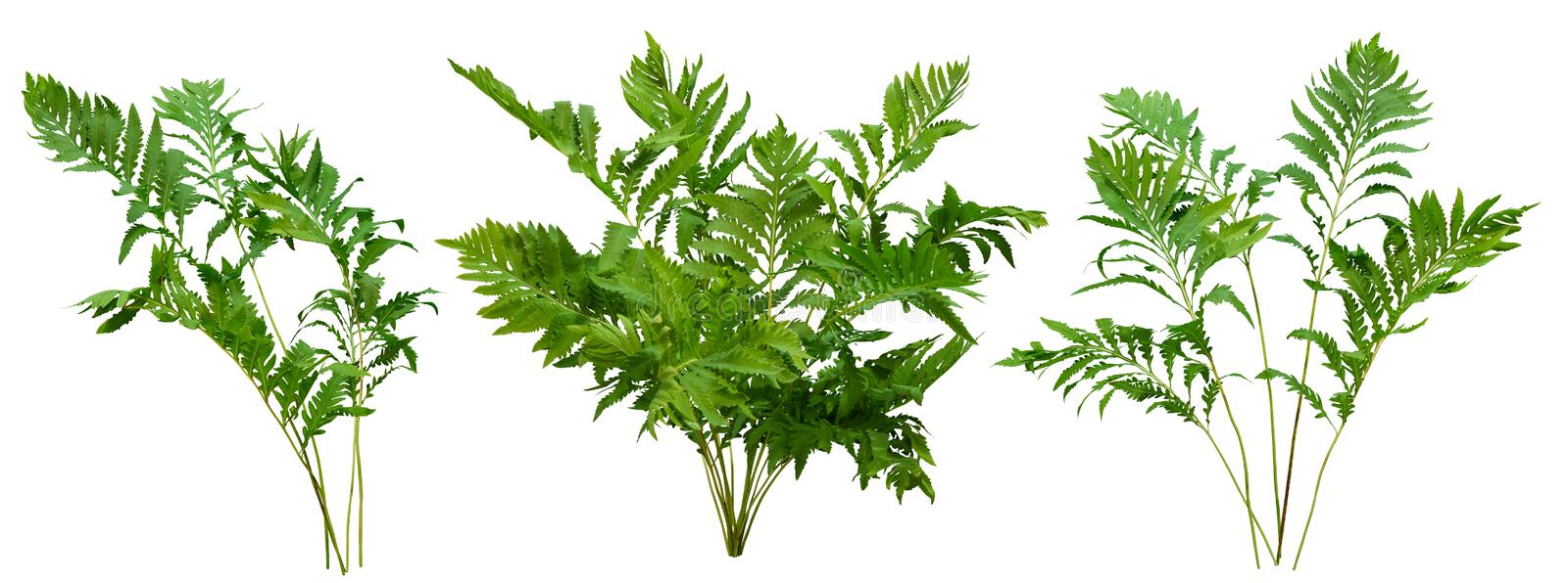 Detail Plant Png Images Nomer 31