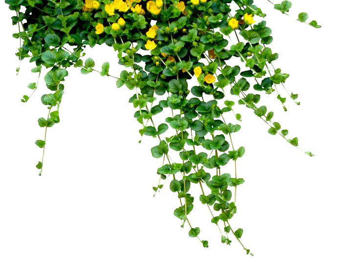 Detail Plant Png Images Nomer 36