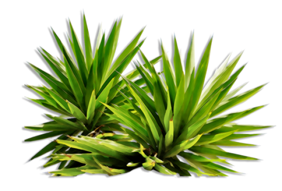 Detail Plant Png Images Nomer 38