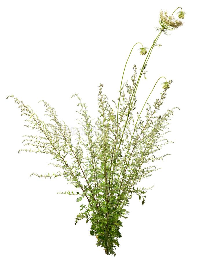 Detail Plant Png Images Nomer 41