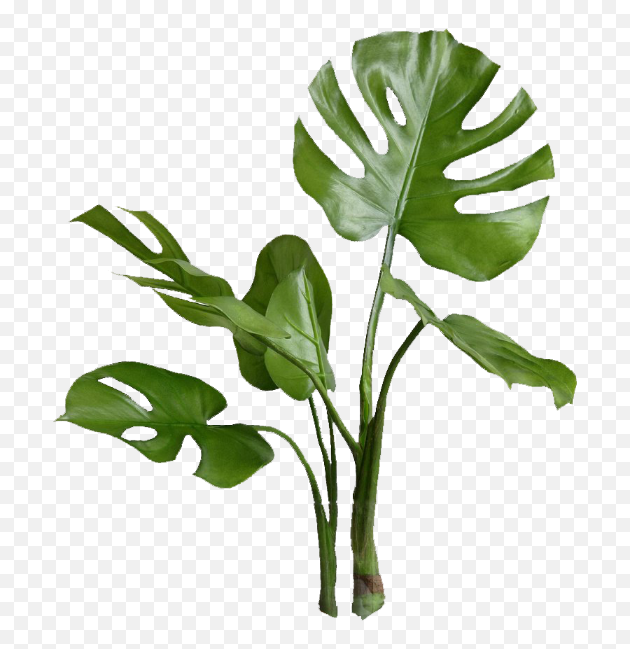 Detail Plant Png Images Nomer 44