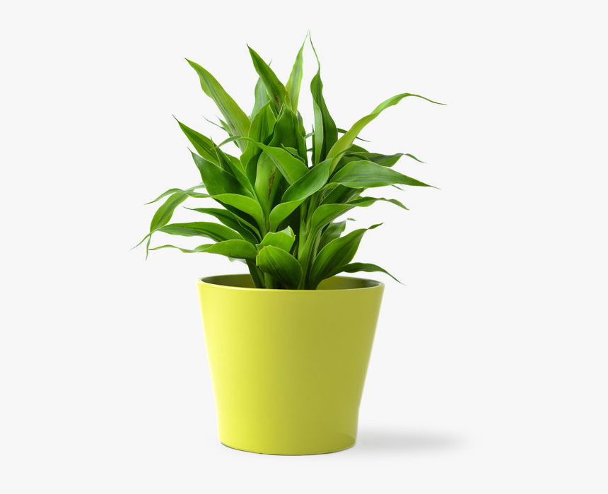 Detail Plant Png Images Nomer 5