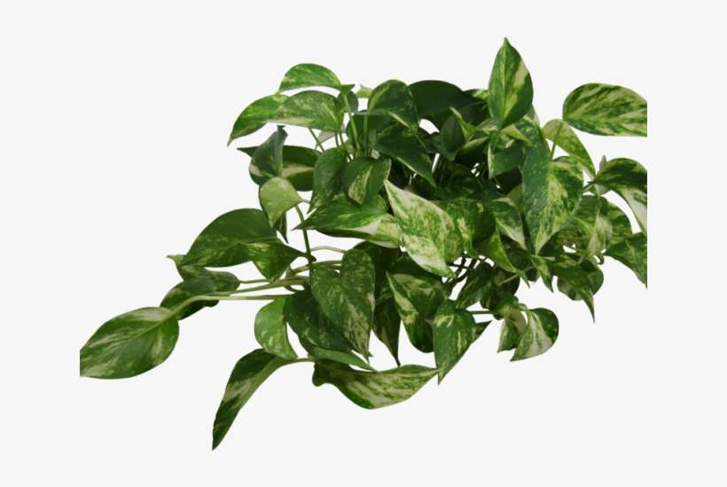 Detail Plant Png Images Nomer 8