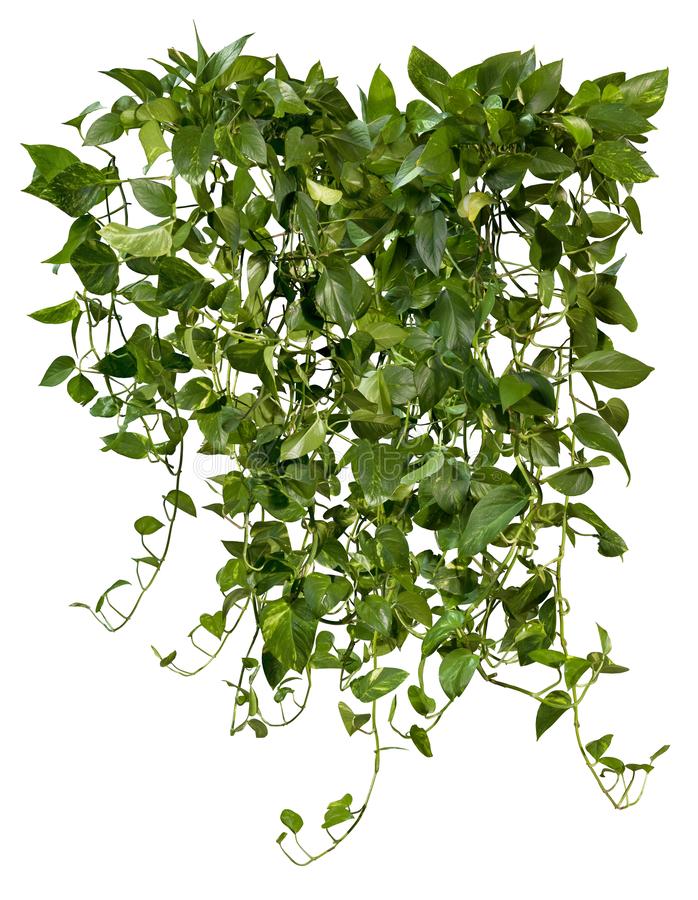 Detail Plant Png Transparent Nomer 26