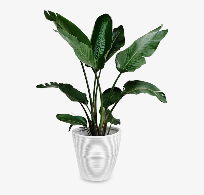 Detail Plant Png Transparent Nomer 9