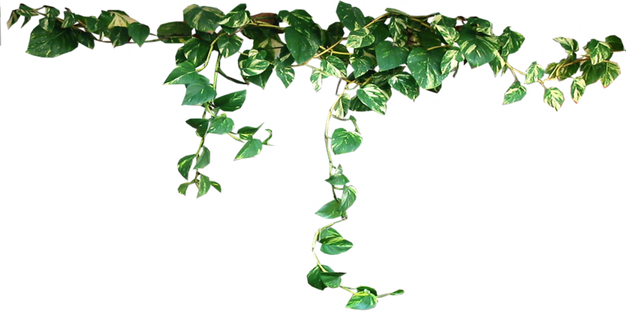 Detail Plant Png Tumblr Nomer 14