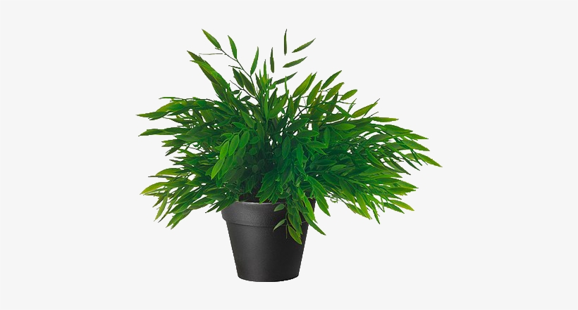 Detail Plant Png Tumblr Nomer 20