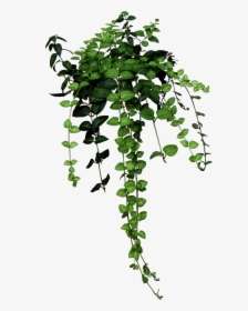 Detail Plant Png Tumblr Nomer 23