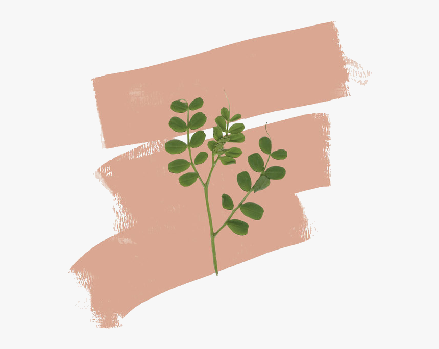 Detail Plant Png Tumblr Nomer 9