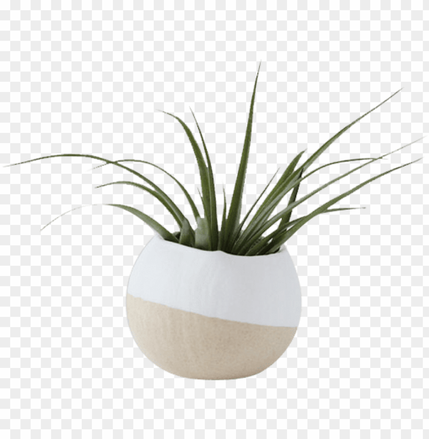 Detail Plant Vase Png Nomer 2