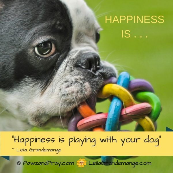 Playing With Dog Quotes - KibrisPDR