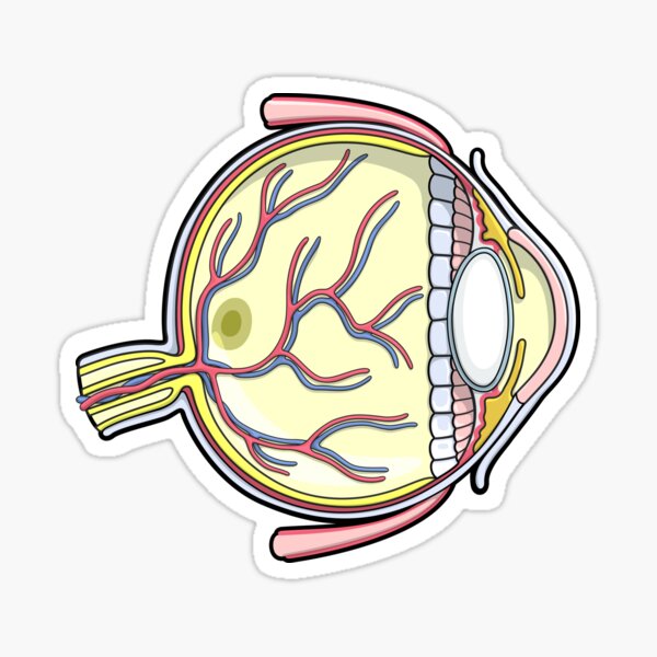 Detail Anatomia Brushes Nomer 22