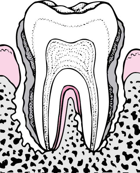 Detail Anatomia Brushes Nomer 4