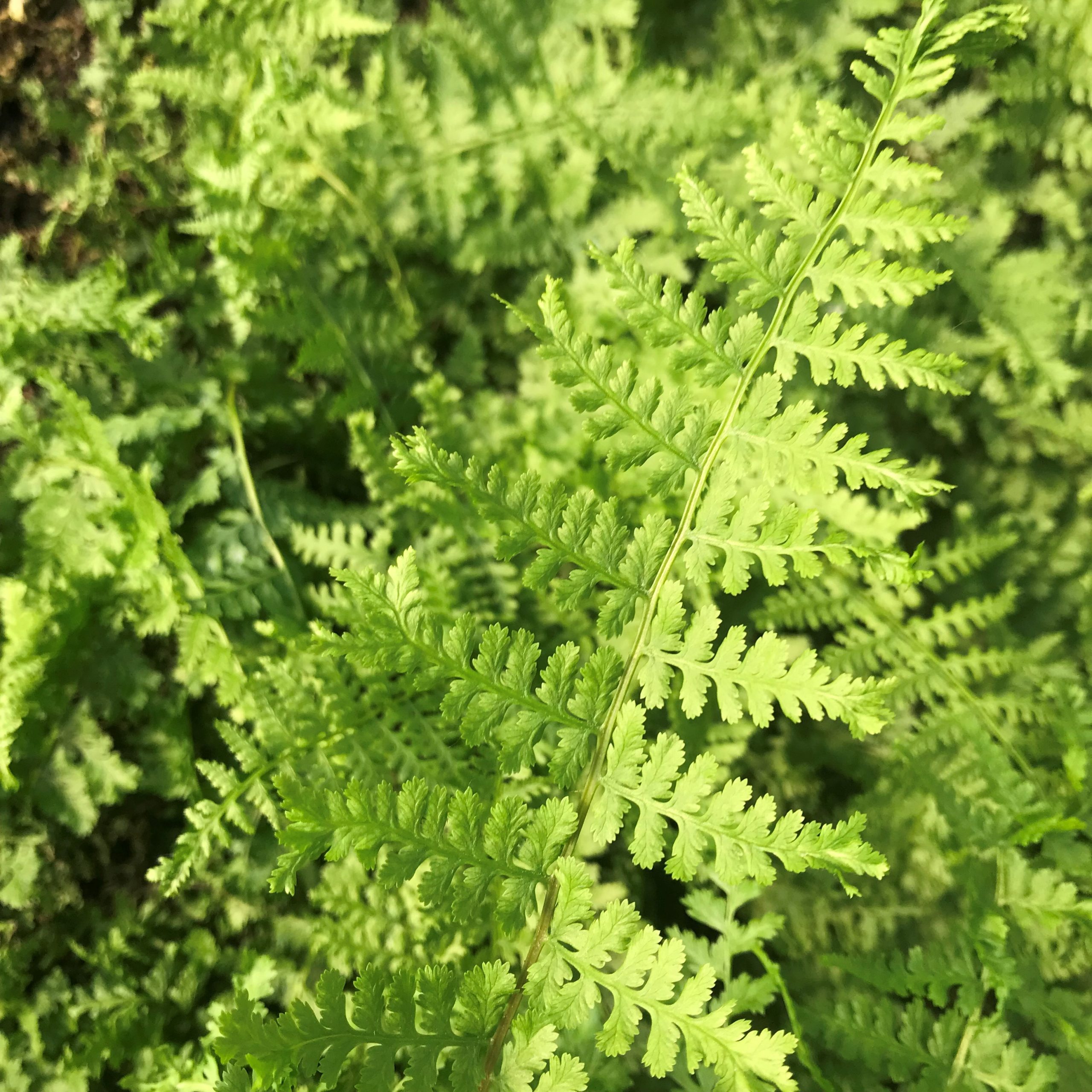 Detail Athyrium Filix Femina Nomer 11