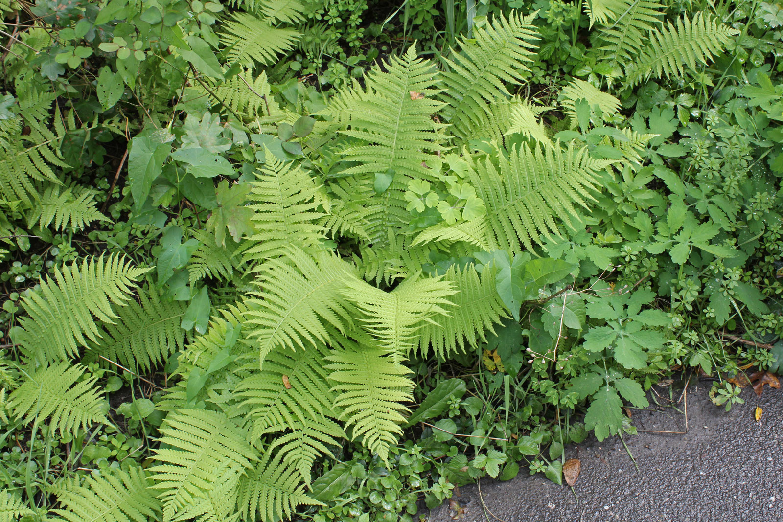 Detail Athyrium Filix Femina Nomer 12