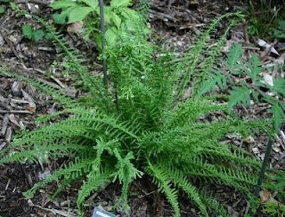 Detail Athyrium Filix Femina Nomer 43