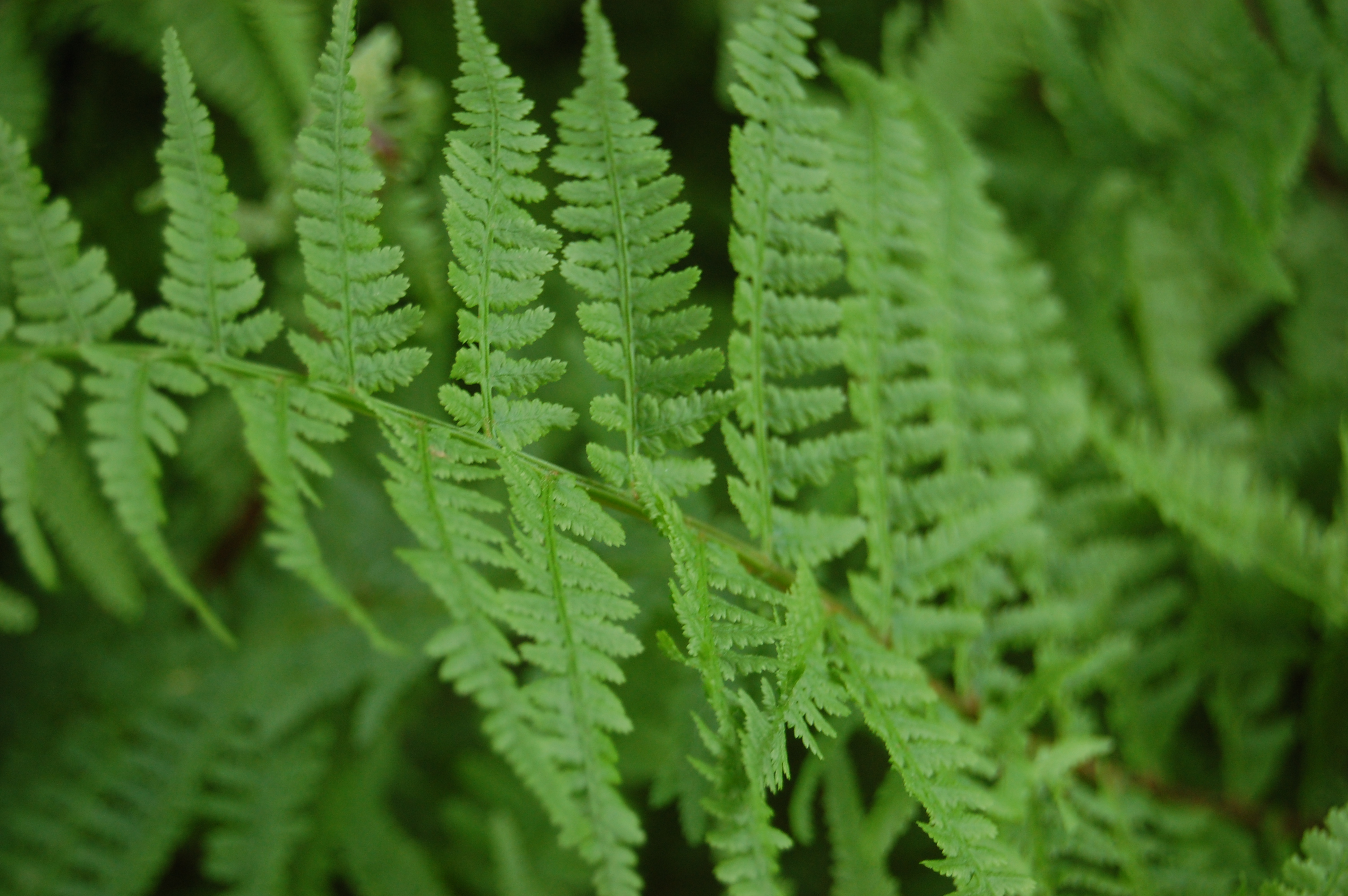 Detail Athyrium Filix Femina Nomer 50