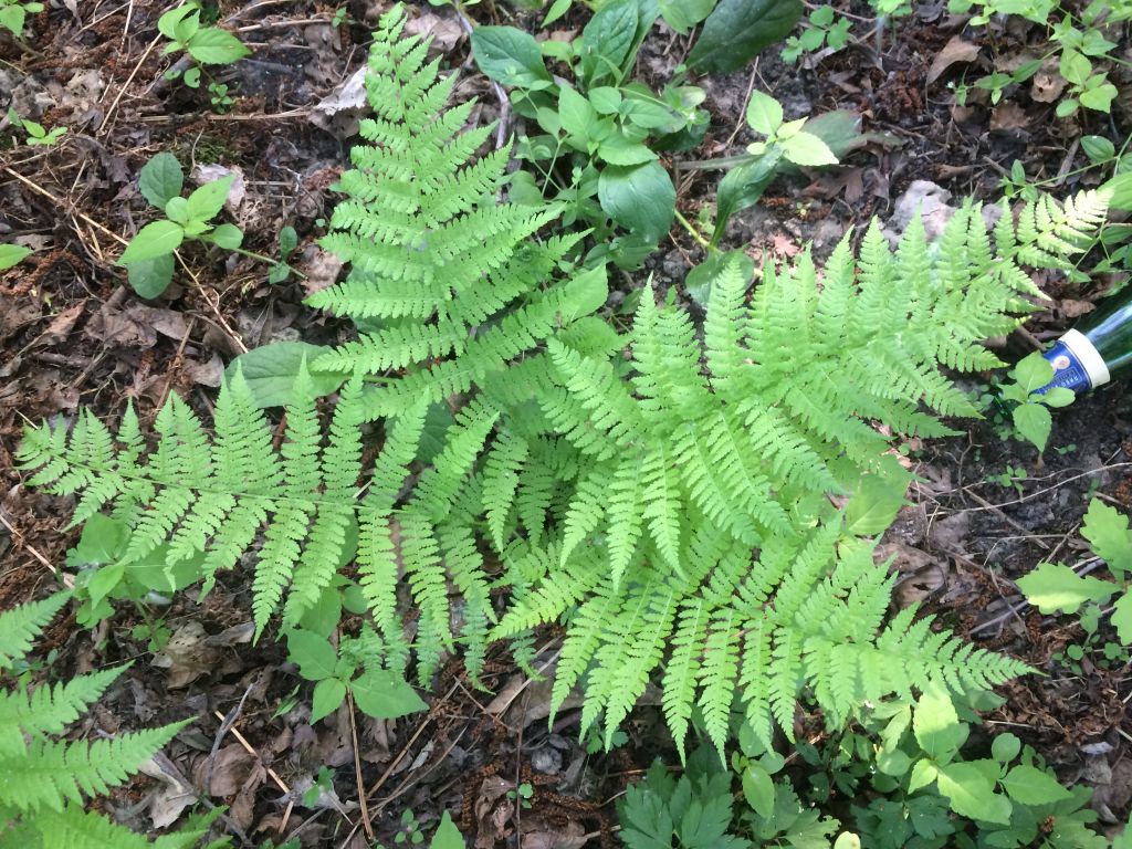 Detail Athyrium Filix Femina Nomer 53