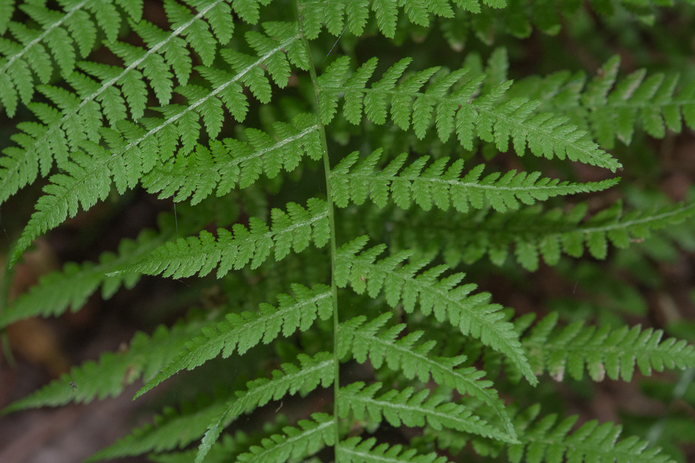 Detail Athyrium Filix Femina Nomer 8