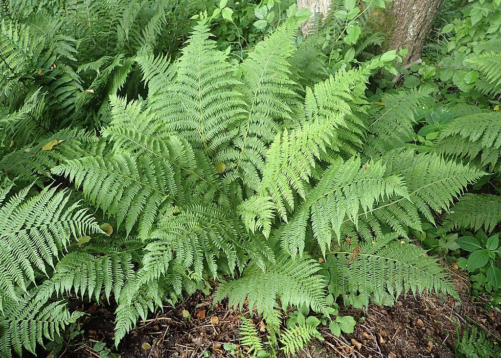 Detail Athyrium Filix Femina Nomer 9