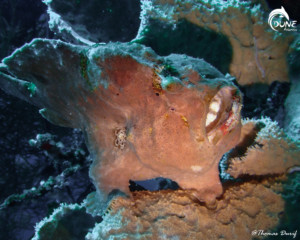 Detail Atlantis Bali Diving Nomer 17