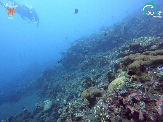 Detail Atlantis Bali Diving Nomer 37
