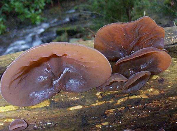 Detail Auricularia Auricula Judae Nomer 2