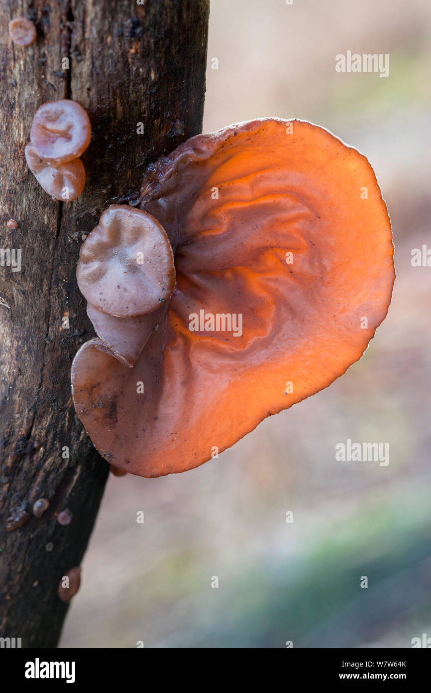 Detail Auricularia Auricula Judae Nomer 17