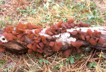 Detail Auricularia Auricula Judae Nomer 27