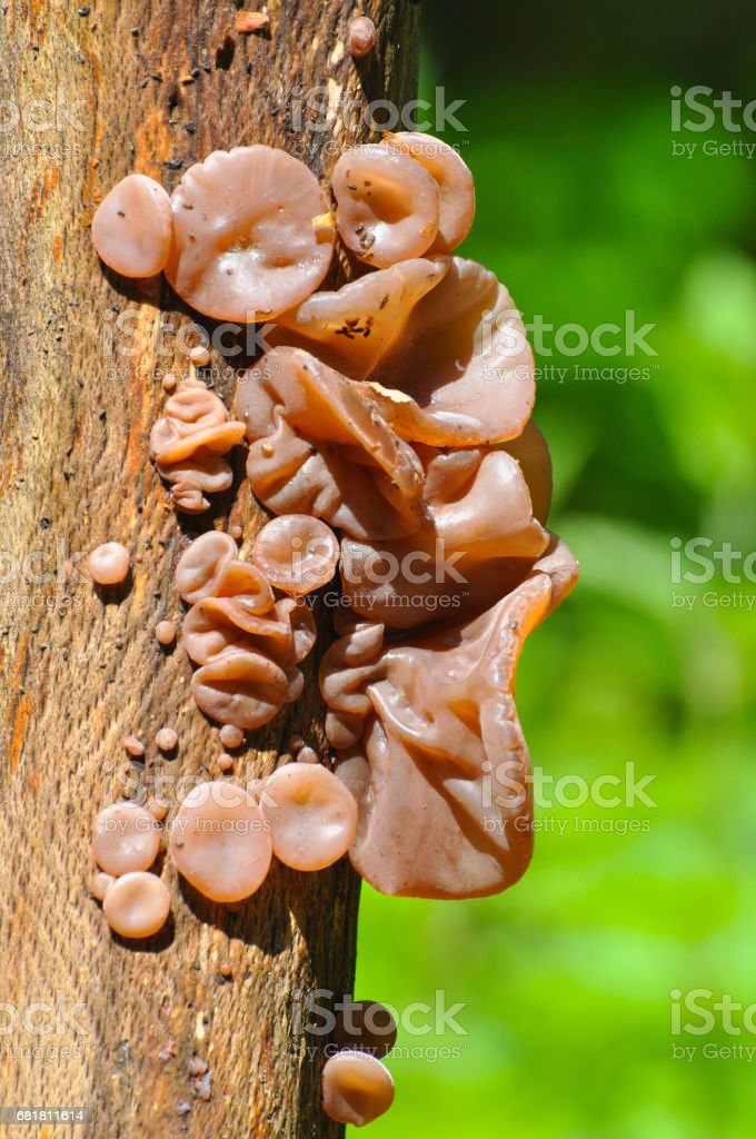 Detail Auricularia Auricula Judae Nomer 31